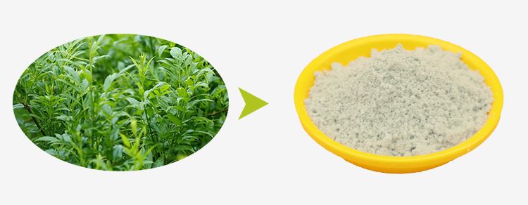 Dihydromyricetin Powder 1 Dihydromyricetin Powder 1