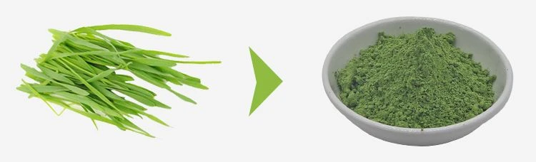 barley grass powder