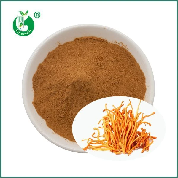 Extrato de cogumelo Cordyceps Militaris orgânico