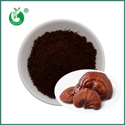 Pó de esporo reishi